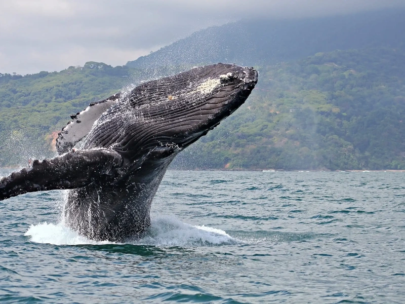 Whale breaching in Golfo Dulce
