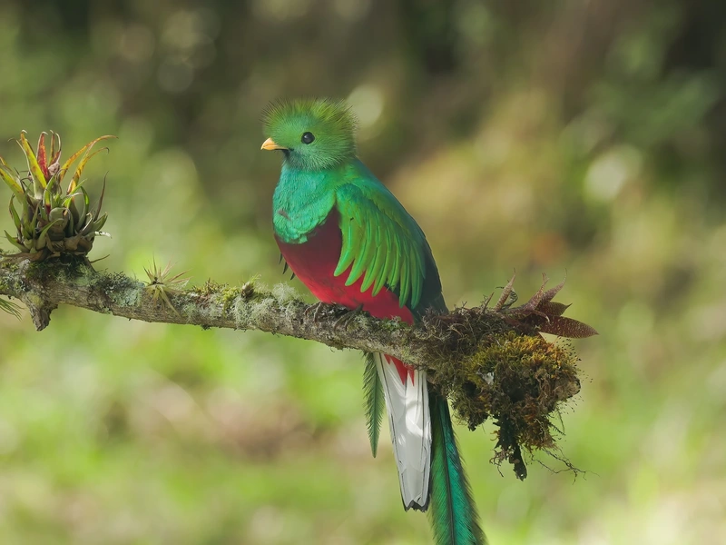 Quetzal bird in the Monteverde Cloud Forest
