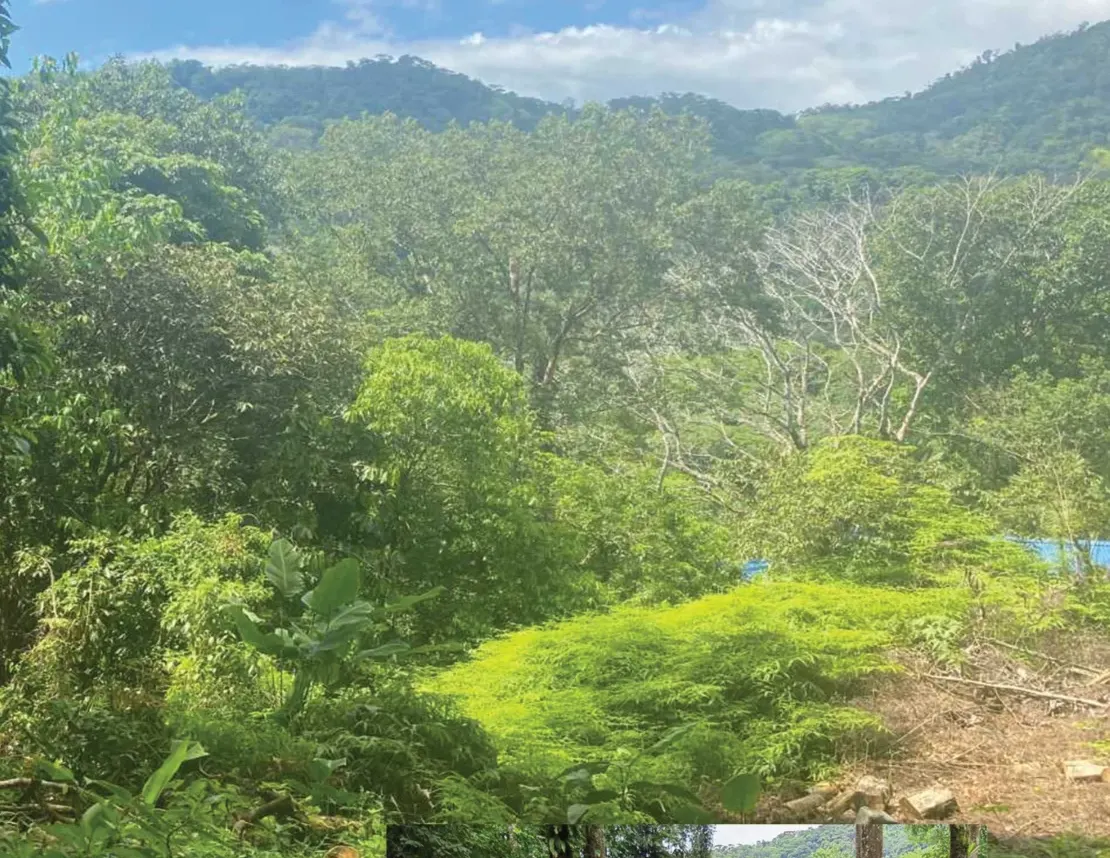 Rainforest canopy and mountain ridgeline seen from Lot 24